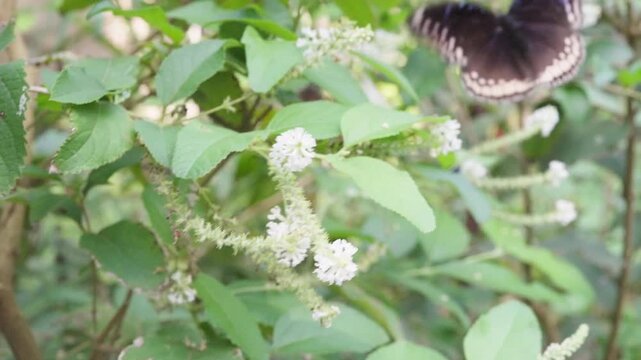 Great Eggfly butterfly (Hypolimnas bolina) displaying its black wings with white and blue spots while resting on fresh green leaves and small white flowers in a tropical environment, Thailand