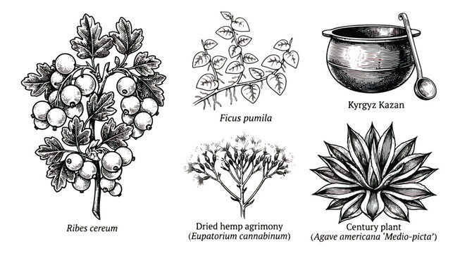 Vintage botanical illustration set, hand drawn medicinal plants and herbs, antique woodcut style Ribes cereum and Agave americana vector