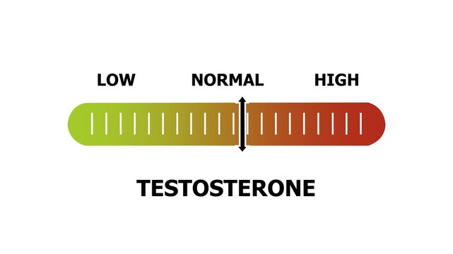 testosterone level indicator scale. Low normal & high meter infographic animation. Showing high testosterone level color gauge indicator. on a white background 4k animation video