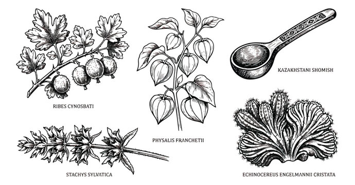 Vintage botanical sketches of medicinal plants and herbs, hand drawn engraved vector set of 5 elements, antique scientific illustration