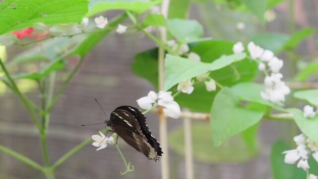 Great Eggfly butterfly, Hypolimnas bolina, is perching on a cluster of small white flowers, showcasing its striking black wings with iridescent blue spots and white markings, Thailand