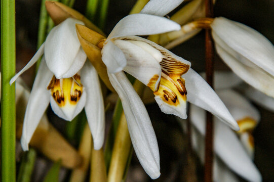 White flowers of the orchid Coelogyne hirtella in the rainforest of Sarawak, Borneo, Malaysia
