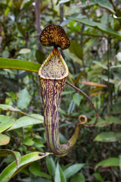 Pitcher of the carnivorous pitcher plant Nepenthes stenophylla, Sarawak, Borneo, Malaysia