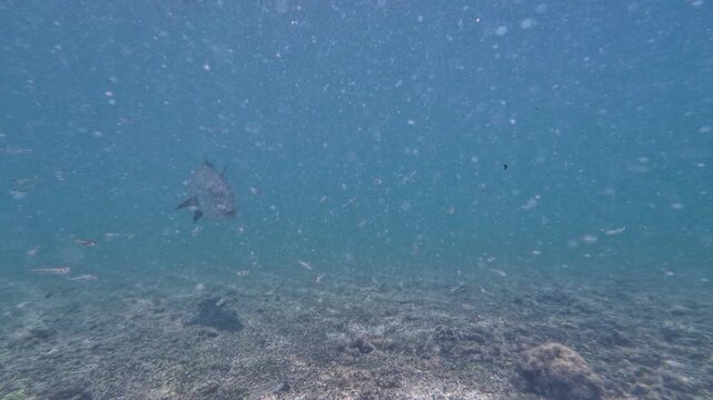 Close-up encounter with a majestic green sea turtle gliding through shallow, sunlit reef waters, surrounded by a school of small silver bait fish and guasinuco snapper