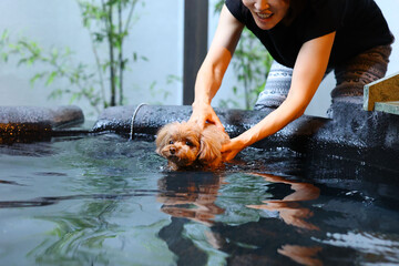 お風呂で遊ぶ飼い主とトイ・プードル © ぬいぐるみ王国