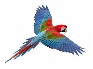 Fototapeta premium Red and green macaw parrot flying isolated on a pure white background