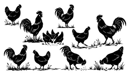 Farm Chicken and Rooster Silhouette Collection in Various Standing and Walking Poses © Songkari