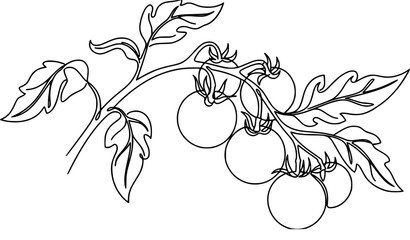 Fresh cherry tomatoes on vine branch vector illustration flat organic vegetable garden icon © MdIbrahimIslam