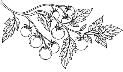 Fresh cherry tomatoes on vine branch vector illustration flat organic vegetable garden icon © MdIbrahimIslam