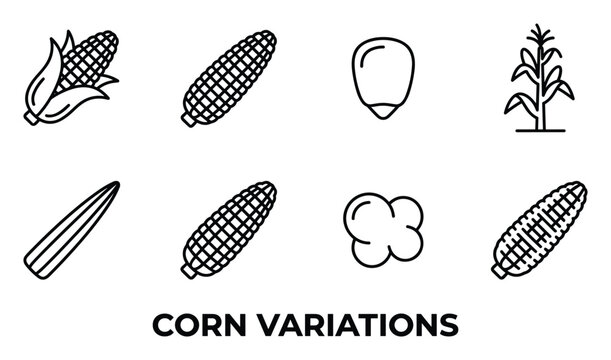 Corn variations including whole cobs kernels popped corn and corn plant in simple line art style.