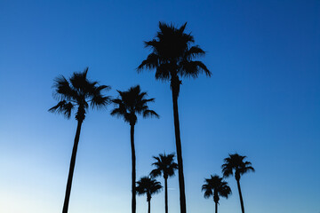 Palm tree silhouettes against blue sky at dusk, Orlando, Florida © Akatsuki