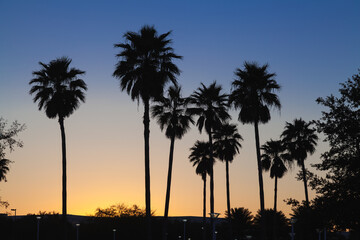 Fototapeta premium Palm tree silhouettes against orange and blue sunset sky, Orlando, Florida