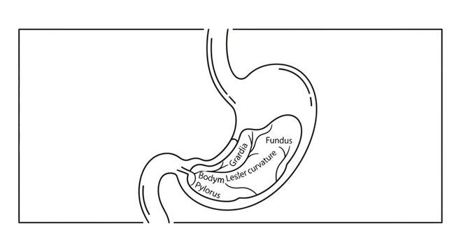 Anatomical illustration of the human stomach with labeled parts: fundus, body, pylorus, and greater/lesser curvature.