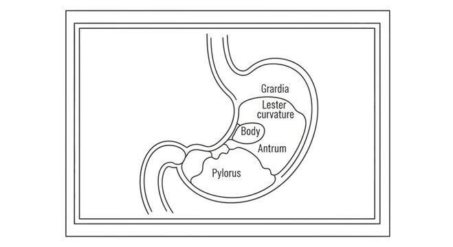Anatomy of the Stomach: Diagram of Human Stomach Parts - Pylorus, Antrum, Body, Cardia
