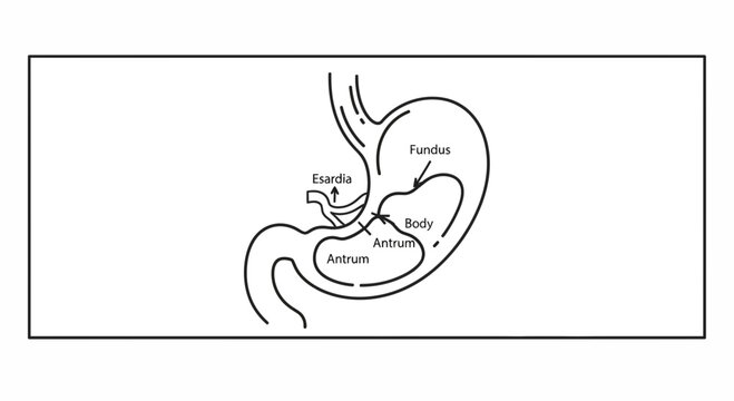 Anatomy of the Human Stomach: Esophagus, Fundus, Body, and Antrum