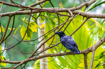 Fototapeta premium Black Crow Perched on Branch Among Colorful Tropical Foliage with Green and Yellow Leaves