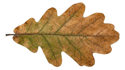 Fototapeta premium Oak leaf in autumn colors with brown and green shades on transparent background isolated for fall season and nature design works.
