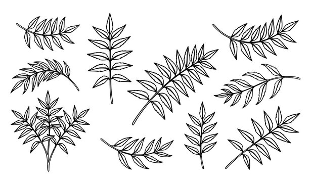 Detailed Fern and Leaf Sketch Collection with Botanical Nature Inspired Elements