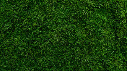 Obraz premium Emerald Moss Texture: A close-up, high-angle view of a dense carpet of vibrant green moss, showcasing its intricate, velvety texture and rich, natural color.