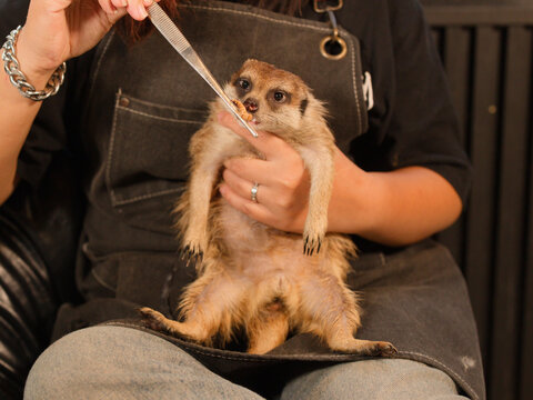 Person Feeding a Mealworm to a Meerkat Using Metal Tweezers