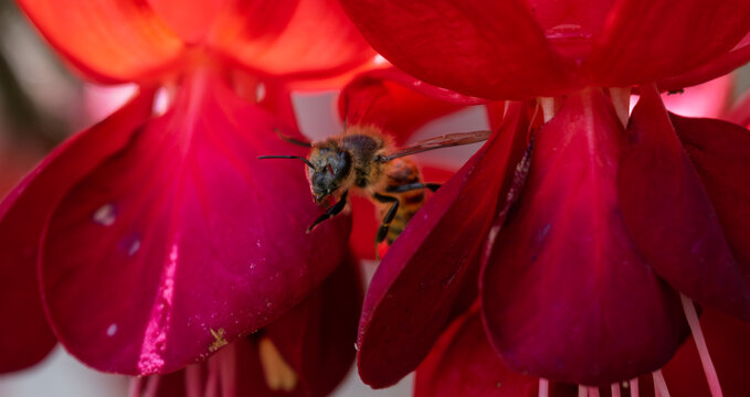 Abeja polinizando una flor fucsia.