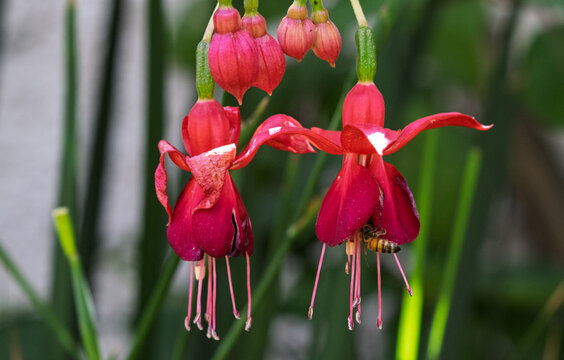 Abeja polinizando una flor fucsia.