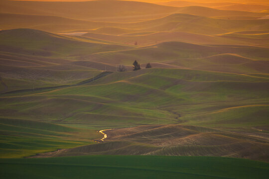 Rolling green hills of the Palouse at sunset
