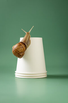 A garden snail slowly climbs a white paper cup
