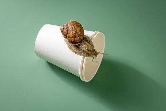 Snail on a discarded disposable cup. Human impact on nature concept.