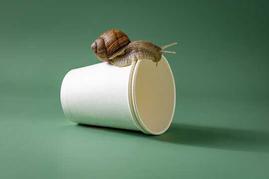Close up of snail on eco-friendly cup. Sustainable future