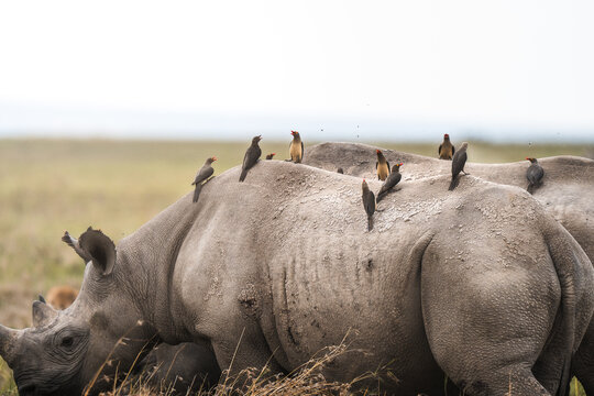 Rhinoceroses with multiple red-billed oxpeckers in grassland