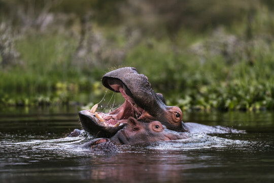 Two hippopotamuses interacting in water as one opens its jaws