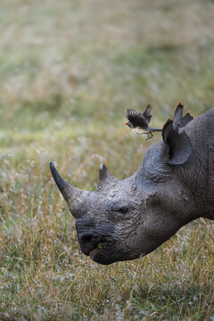 Black rhinoceros with oxpecker in flight at Ol Pejeta