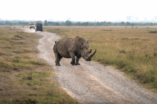 White rhinoceros crossing a safari road in open grassland