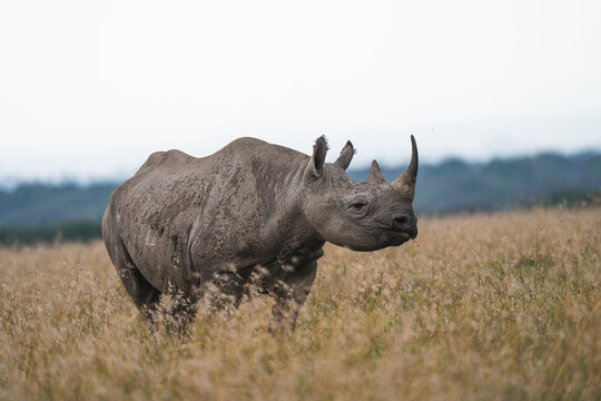 Black rhinoceros standing in grassland at Ol Pejeta Conservancy
