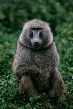 Adult male baboon looking directly at the camera