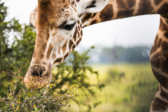 Close-up of giraffe browsing leaves from a thorny shrub