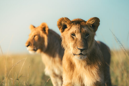 Young lion looking at camera with another lion in background