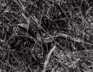 Fototapeta premium Photo of animals, Animals, Nature - Black and white photos, monochrome photos - Еurope, Eastern Europe - 