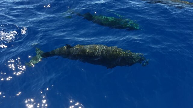 Juvenile Cuvier Beaked whales Ziphius Cavirostris breathing on sea surface