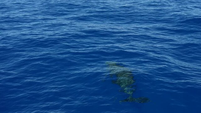 Juvenile Cuvier Beaked whales Ziphius Cavirostris breathing on sea surface