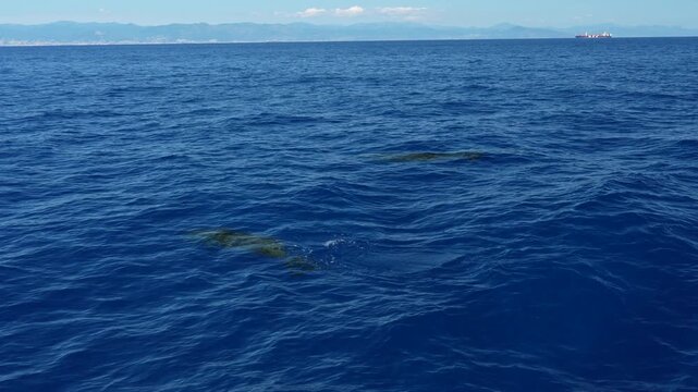 Juvenile Cuvier Beaked whales Ziphius Cavirostris breathing on sea surface