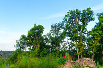 Fototapeta premium Ruins of the Sain-Louis hermitage in Fontainebleau forest 