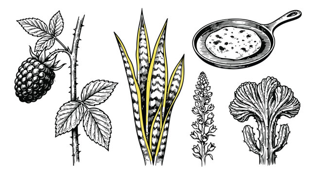 Vintage botanical engraving set, hand drawn blackberry and snake plant illustrations, rustic kitchen skillet and floral vector elements