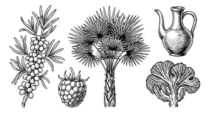 Vintage botanical engraving set, hand drawn black and white palm tree and berries, antique style vector illustrations of sea buckthorn and pitcher
