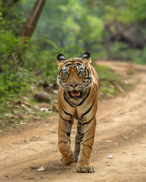 Trim: Male Bengal Tiger Walking Head On at Ranthambore National Park