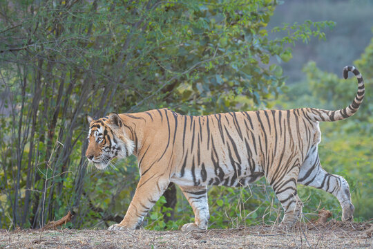 Male Bengal Tiger Walking in Side Profile at Ranthambore National Park