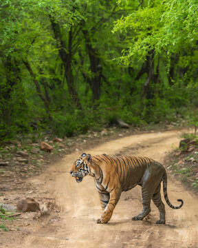 Male Bengal Tiger Crossing Forest Road at Ranthambore National Park
