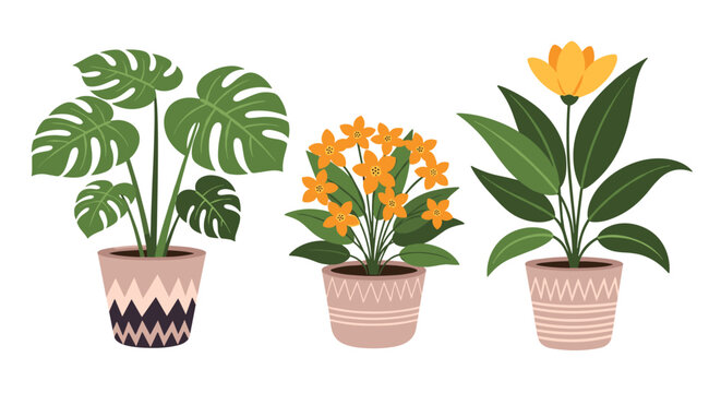 Set of three beautiful indoor potted plants including a large monstera, a flowering plant with yellow blooms, and an orange flowered plant.