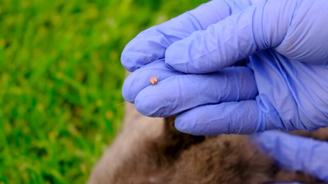 tick on a cat. Selective focus.
